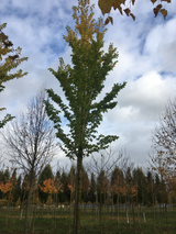 Ulmus 'Columella'  -S- Ulme 'Columella'  -S-