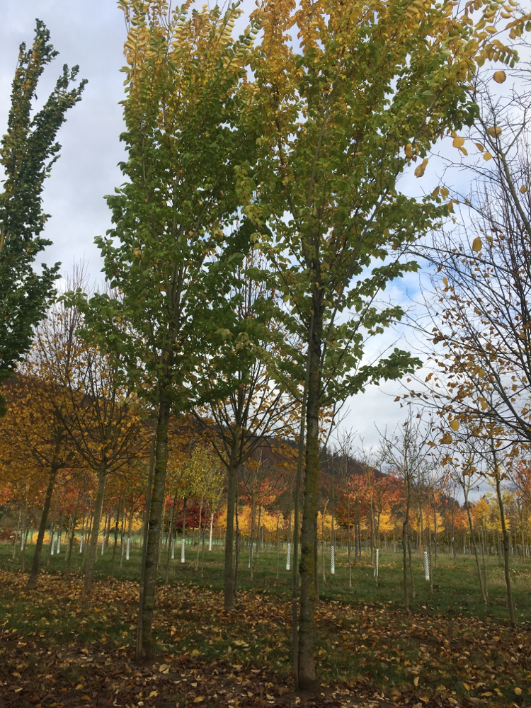 Ulmus 'Columella'  -S- Ulme 'Columella'  -S-