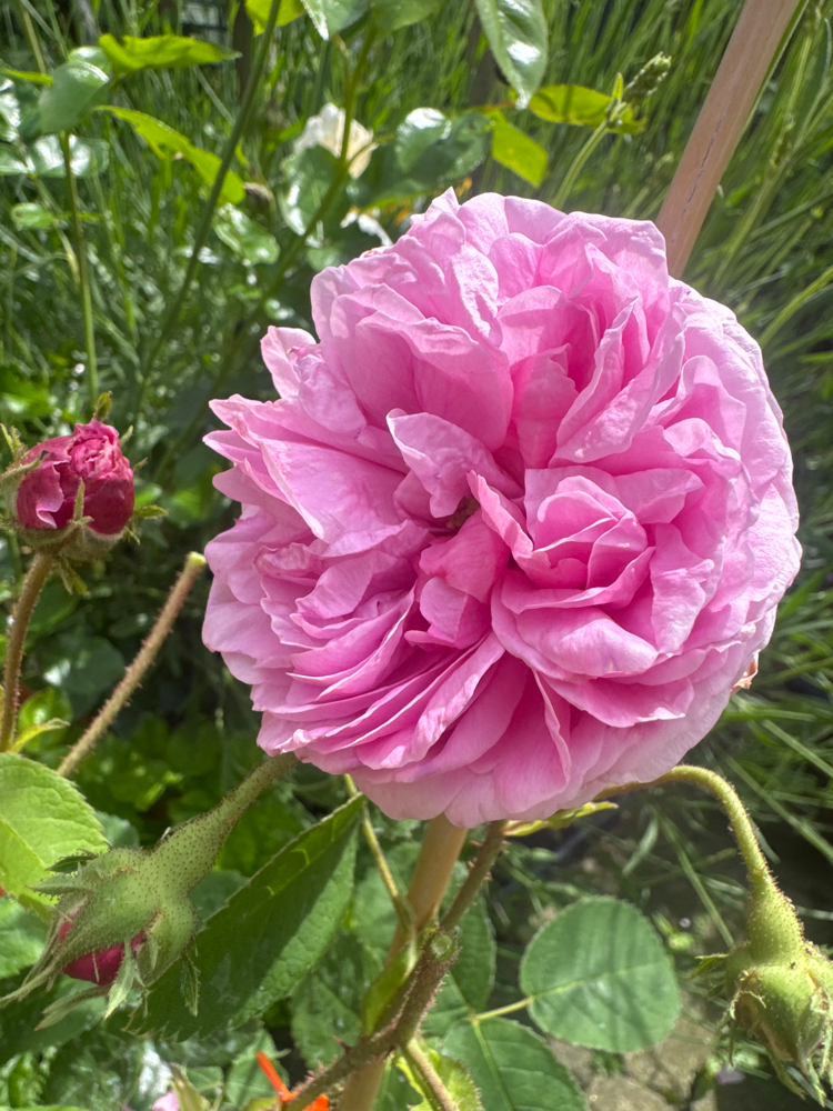 Rosa centif.'Lippoldsberg'                  STR Strauchrose 'Lippoldsberg'