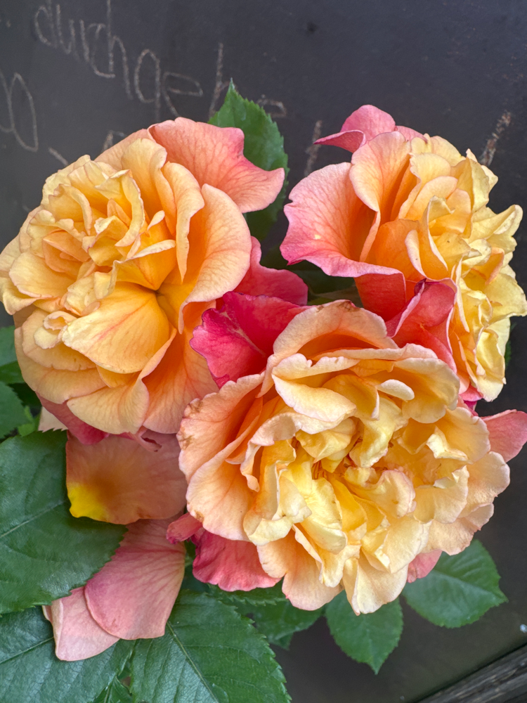 Rosa 'Aloha'  -R-                       KL VI Kletterrose 'Aloha'  -R-