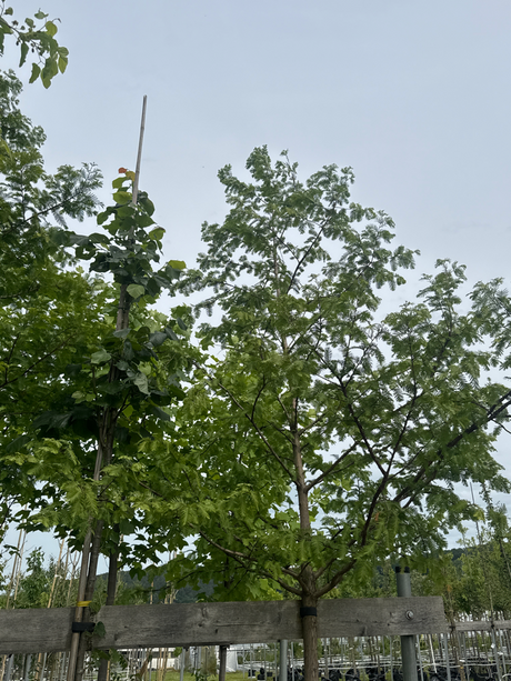 Metasequoia glyptostroboides Chinesisches Rotholz