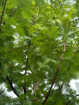 Metasequoia glyptostroboides Chinesisches Rotholz