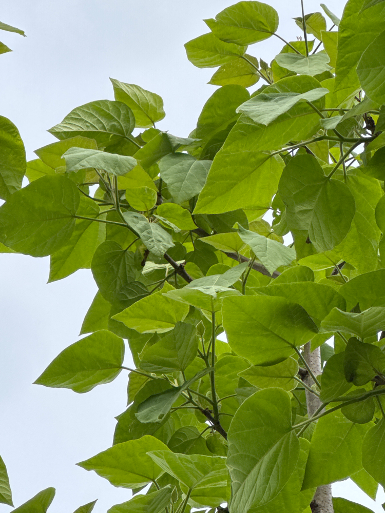Paulownia tomentosa Blauglockenbaum
