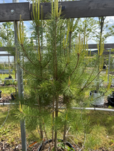 Pinus sylvestris Kiefer