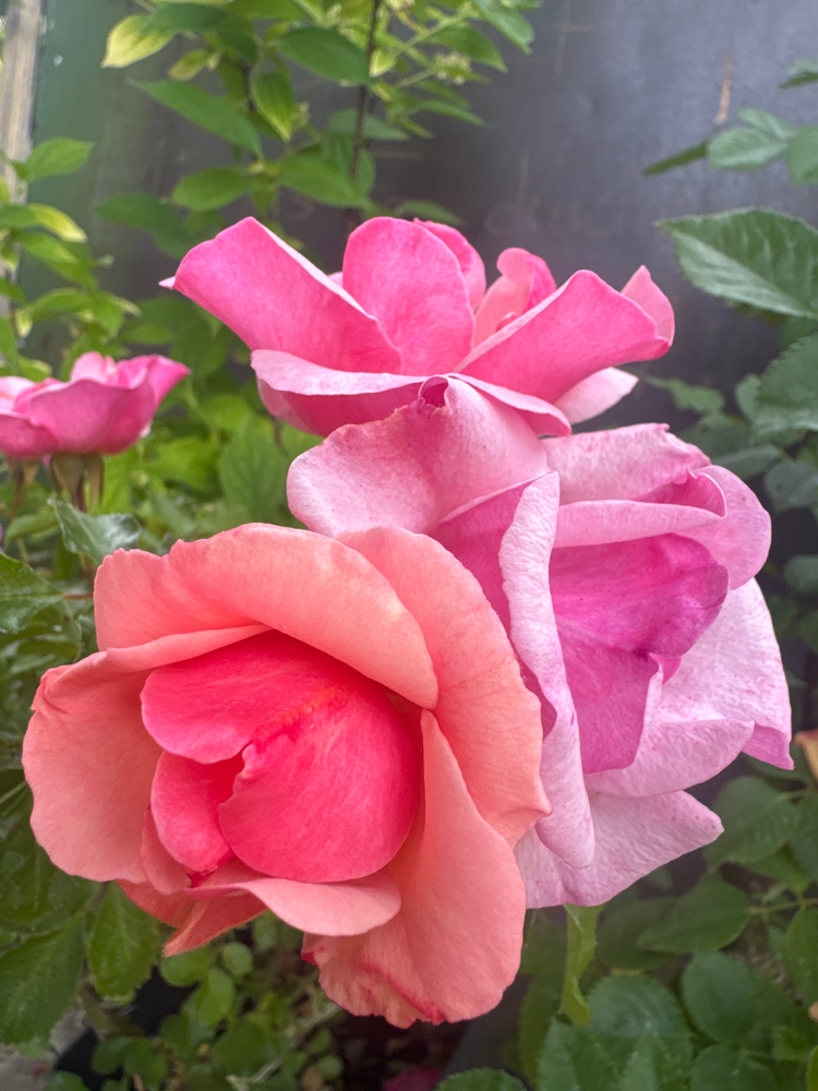Rosa 'Jazz'  -R-                       BDR III Bodend.Rose 'Jazz'  -R-