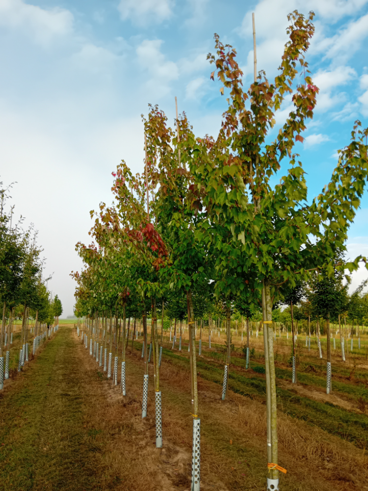 Acer rubrum 'Scanlon' Rotahorn 'Scanlon'