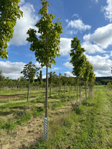 Acer rubrum 'Scanlon' Rotahorn 'Scanlon'