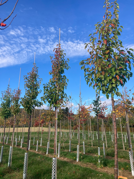 Pyrus calleryana 'Chanticleer' Stadtbirne 'Chanticleer'