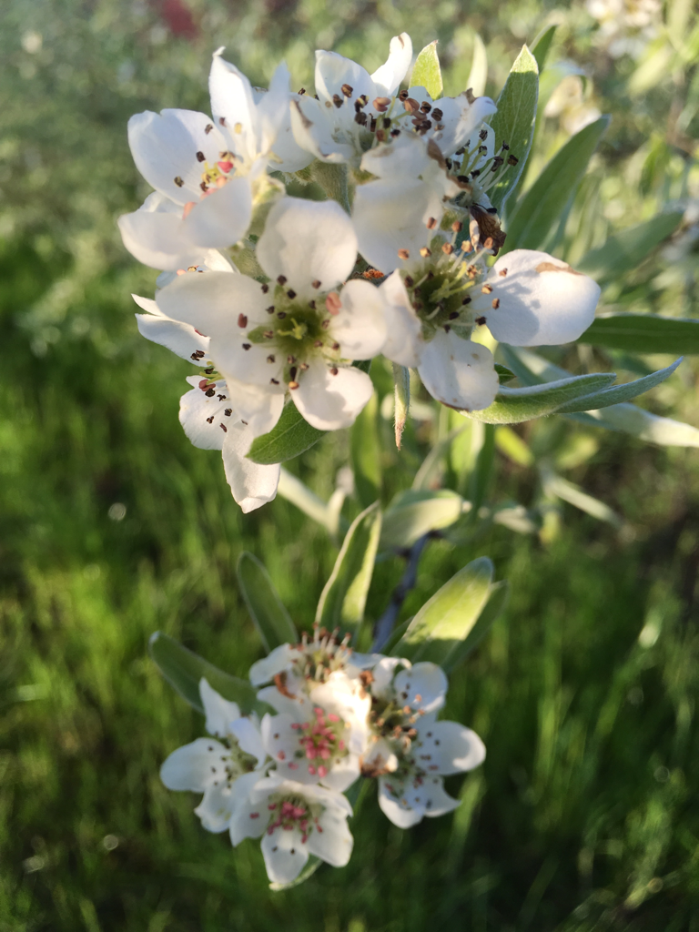 Pyrus salicifolia Weidenblättr.Birne