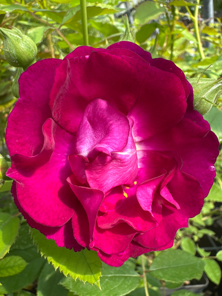 Rosa 'Rosengarten Zweibrücken'  -R-     KL V Kletterrose 'Rosengarten Zweibrücken'  -R-