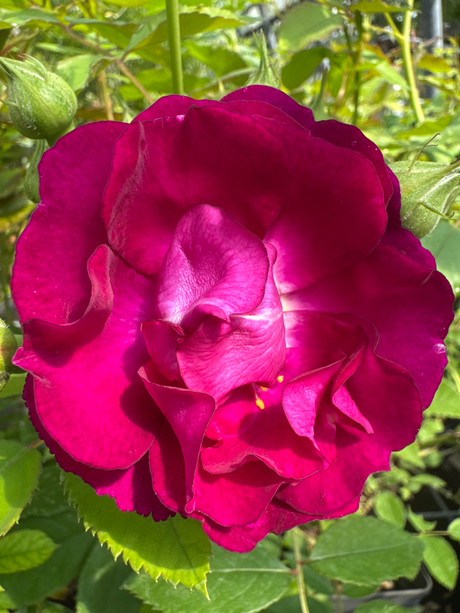 Rosa 'Rosengarten Zweibrücken'  -R-     KL V Kletterrose 'Rosengarten Zweibrücken'  -R-