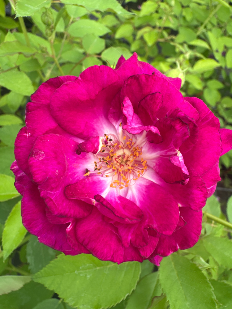 Rosa 'Rosengarten Zweibrücken'  -R-     KL V Kletterrose 'Rosengarten Zweibrücken'  -R-