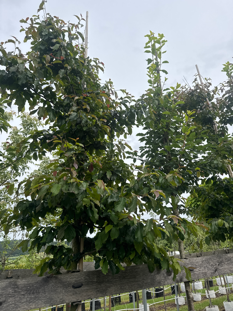 Parrotia persica 'Bella' Eisenbaum 'Bella'