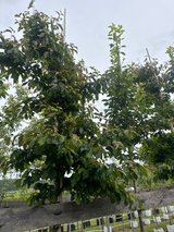 Parrotia persica 'Bella' Eisenbaum 'Bella'