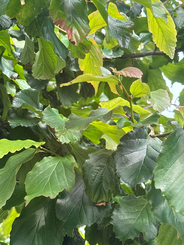 Parrotia persica 'Bella' Eisenbaum 'Bella'