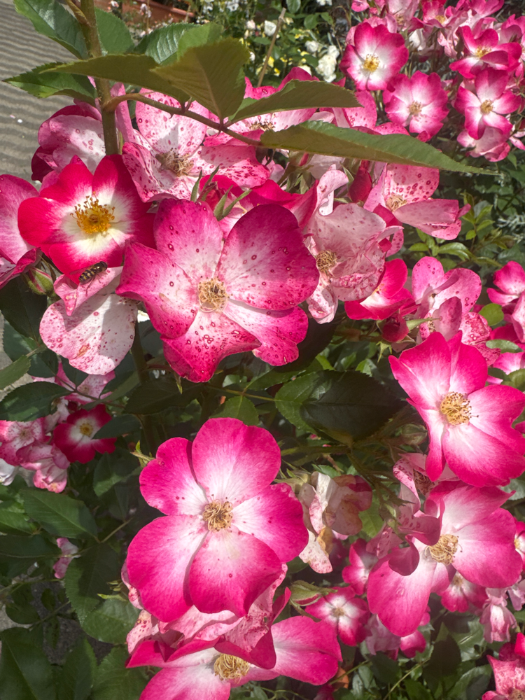 Rosa 'Bukavu'  -R-                     STR VI Strauchrose 'Bukavu'  -R-