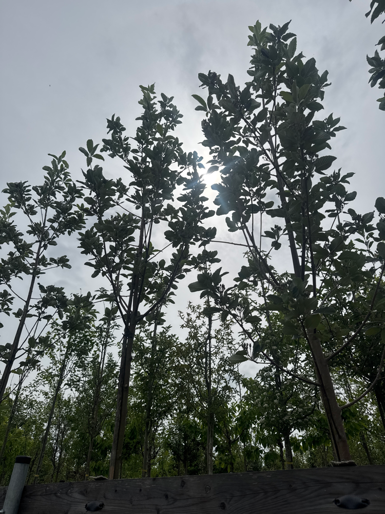 Sorbus aria 'Magnifica' Großlaubige Mehlbeere