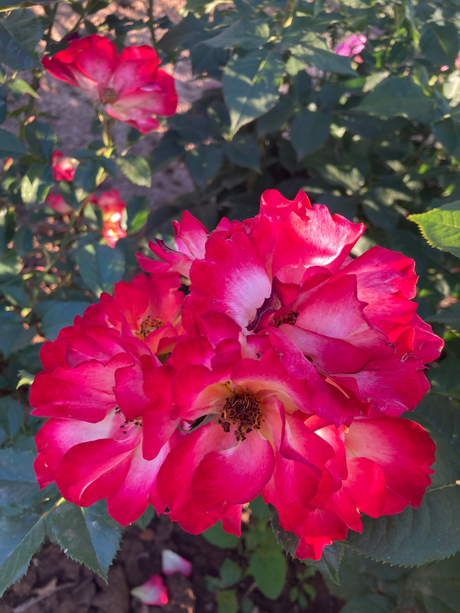 Rosa 'Summer of Love'  -R-             BDR Kleinstrauchr. 'S. of Love'  -R-  ADR-Rose