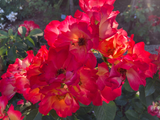 Rosa 'Summer of Love'  -R-             BDR Kleinstrauchr. 'S. of Love'  -R-  ADR-Rose