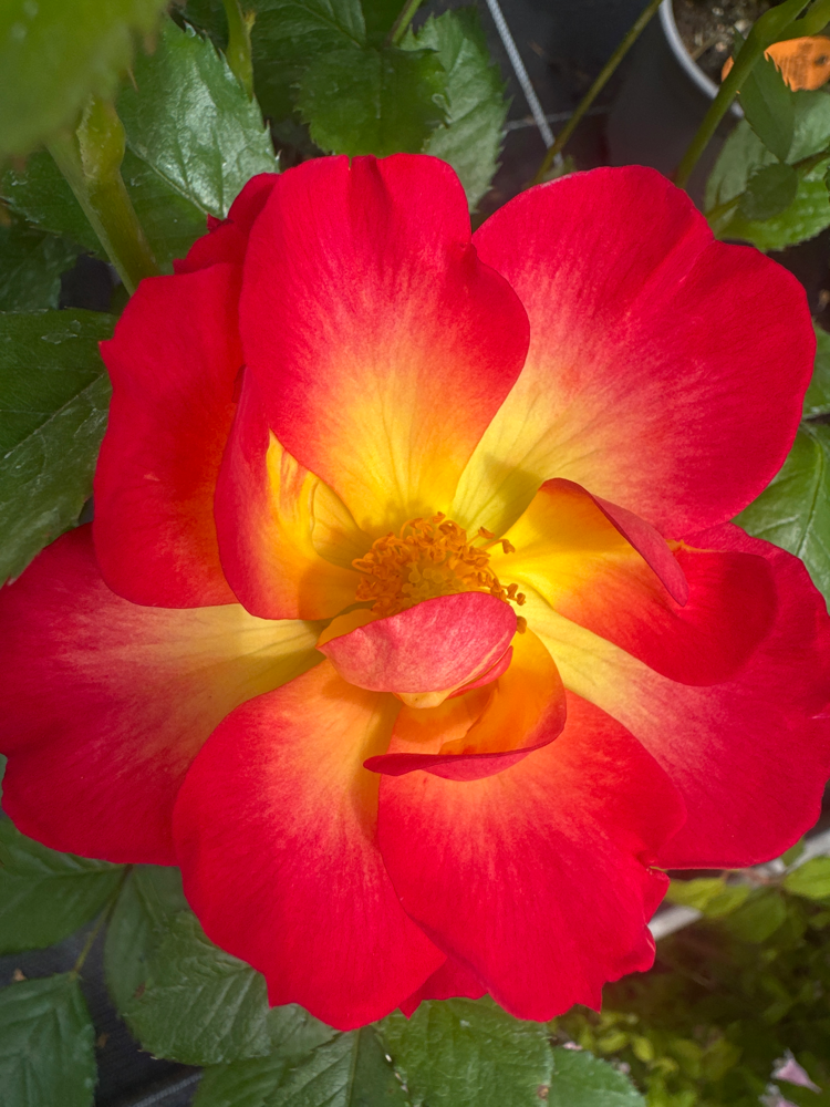 Rosa 'Summer of Love'  -R-             BDR Kleinstrauchr. 'S. of Love'  -R-  ADR-Rose