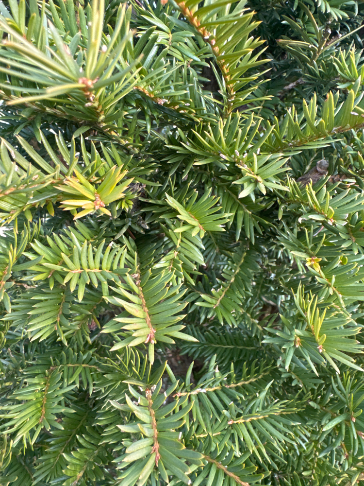 Taxus baccata Heimische Eibe