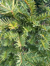 Taxus baccata Heimische Eibe