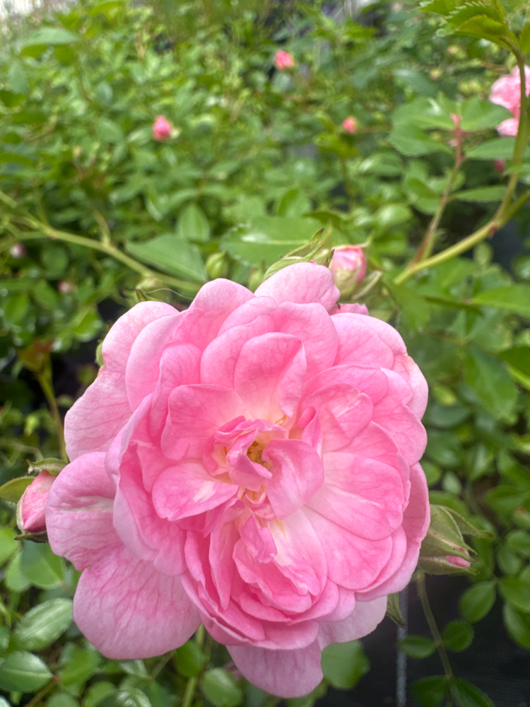 Rosa 'The Fairy'                       BDR II Engl.Bodend.Rose 'The Fairy'