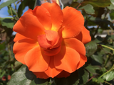 Rosa 'Westerland'  -R-                 STR III Strauchrose 'Westerland'  -R-