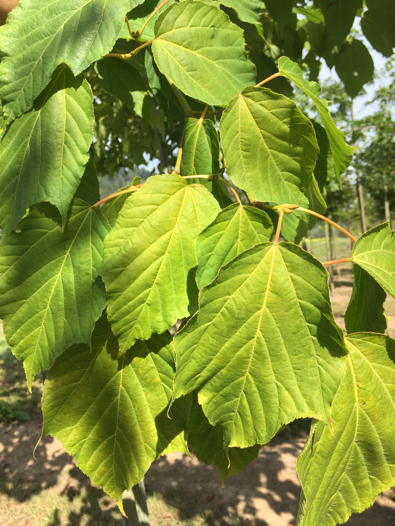 Acer capillipes Roter Schlangenhautahorn