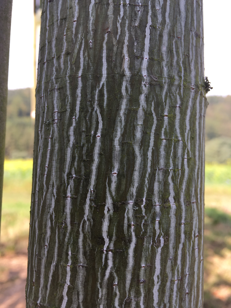 Acer capillipes Roter Schlangenhautahorn
