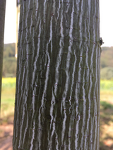 Acer capillipes Roter Schlangenhautahorn