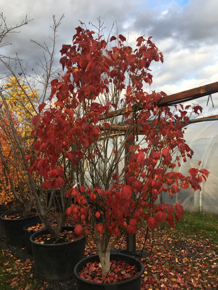 Acer capillipes Roter Schlangenhautahorn