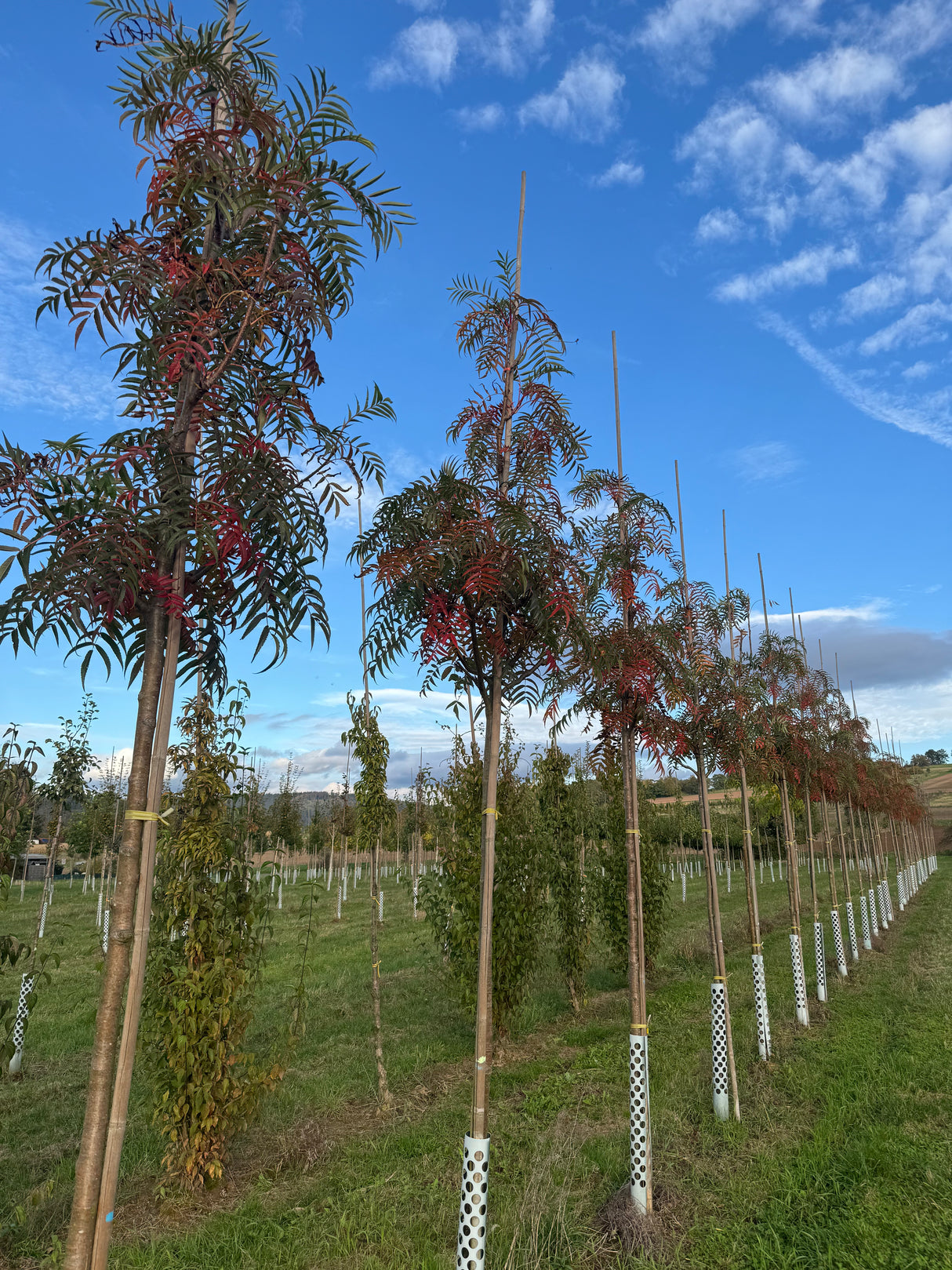 Sorbus 'Dodong' Eberesche 'Dodong'