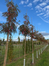 Sorbus 'Dodong' Eberesche 'Dodong'