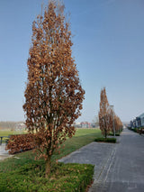 Quercus robur 'Fastigiata Koster' Säuleneiche