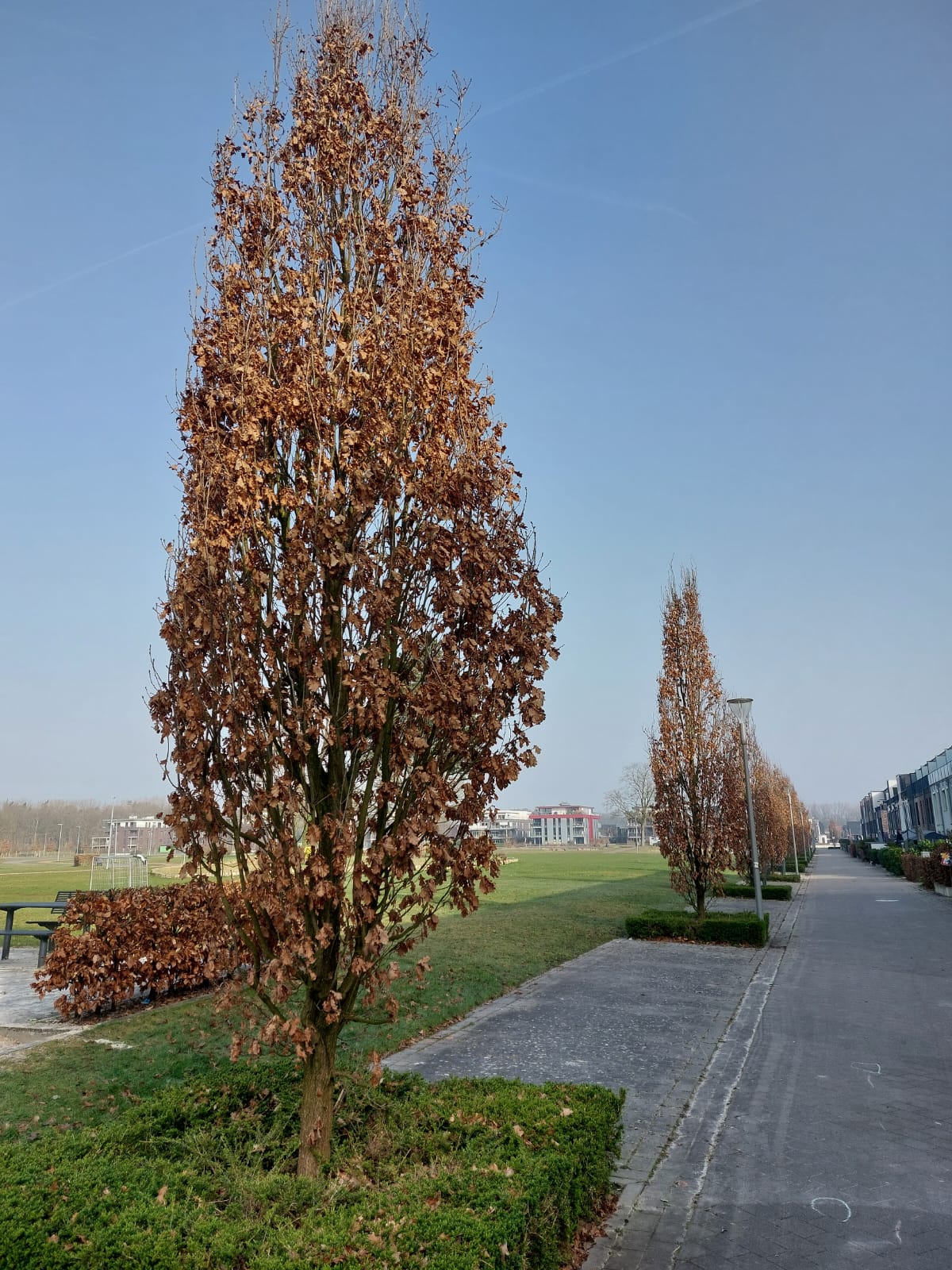 Quercus robur 'Fastigiata Koster' Säuleneiche