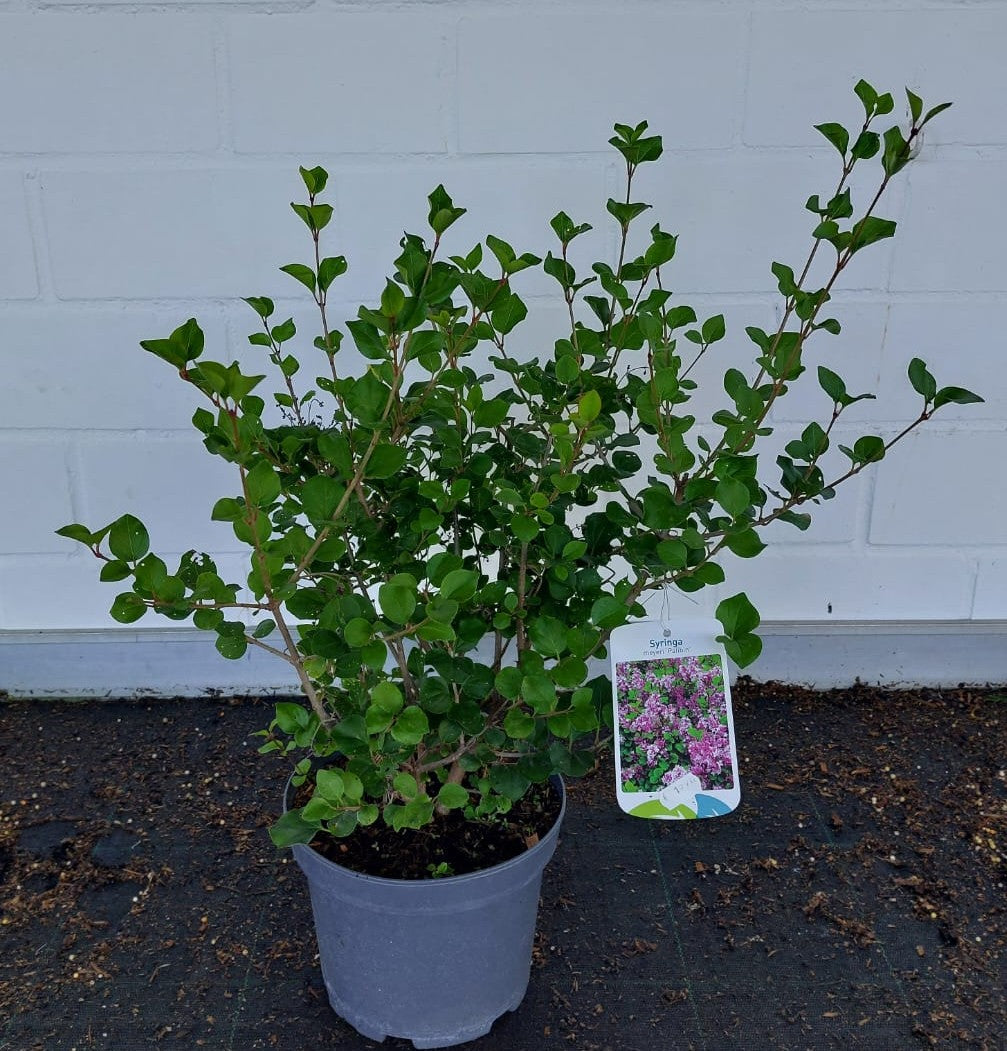Syringa meyeri 'Palibin' Meyer's Flieder 'Palibin'    Premiumgehölz