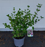 Syringa meyeri 'Palibin' Meyer's Flieder 'Palibin'    Premiumgehölz