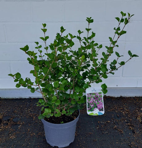 Syringa meyeri 'Palibin' Meyer's Flieder 'Palibin'    Premiumgehölz