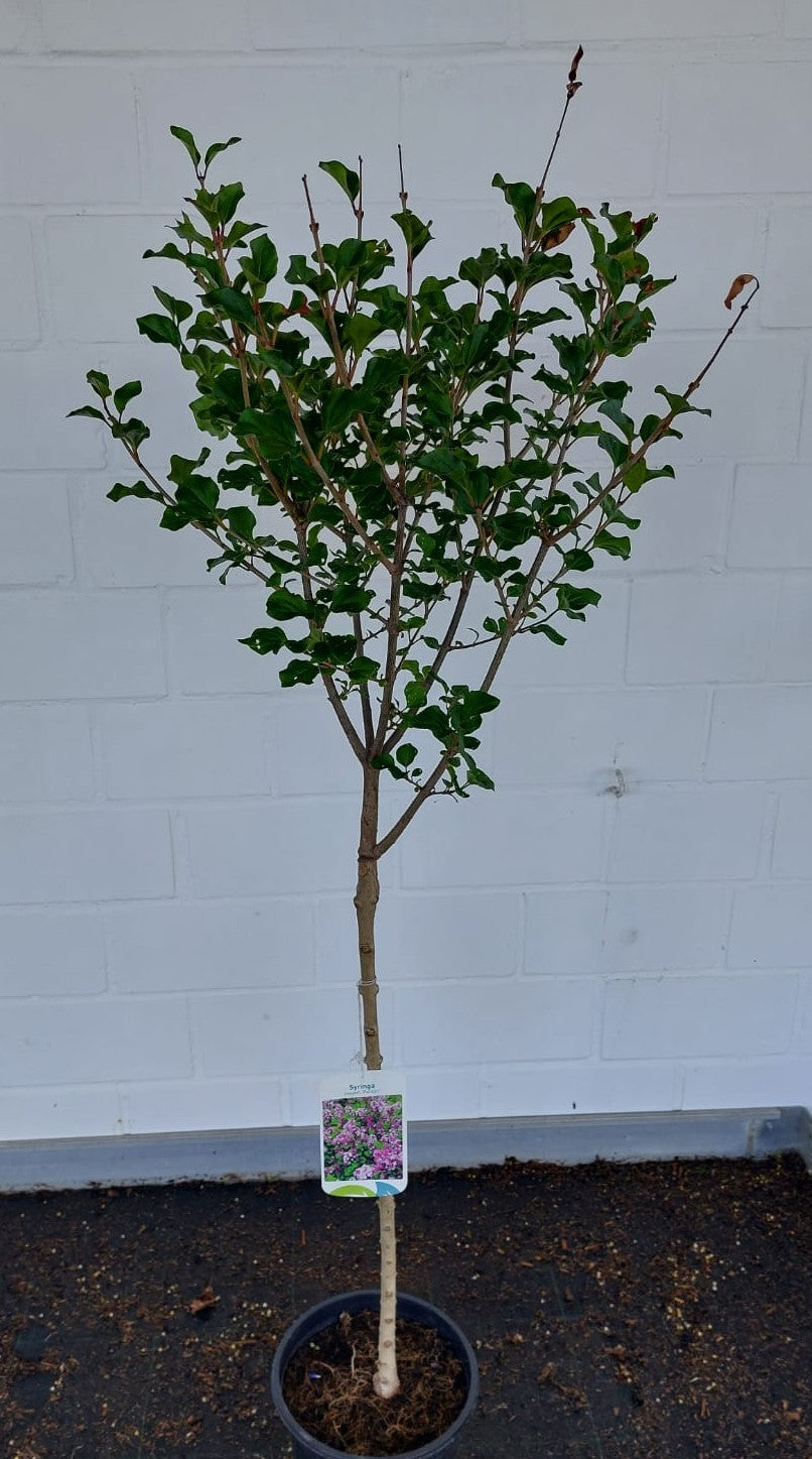Syringa meyeri 'Palibin' Meyer's Flieder 'Palibin'    Premiumgehölz
