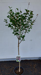 Syringa meyeri 'Palibin' Meyer's Flieder 'Palibin'    Premiumgehölz