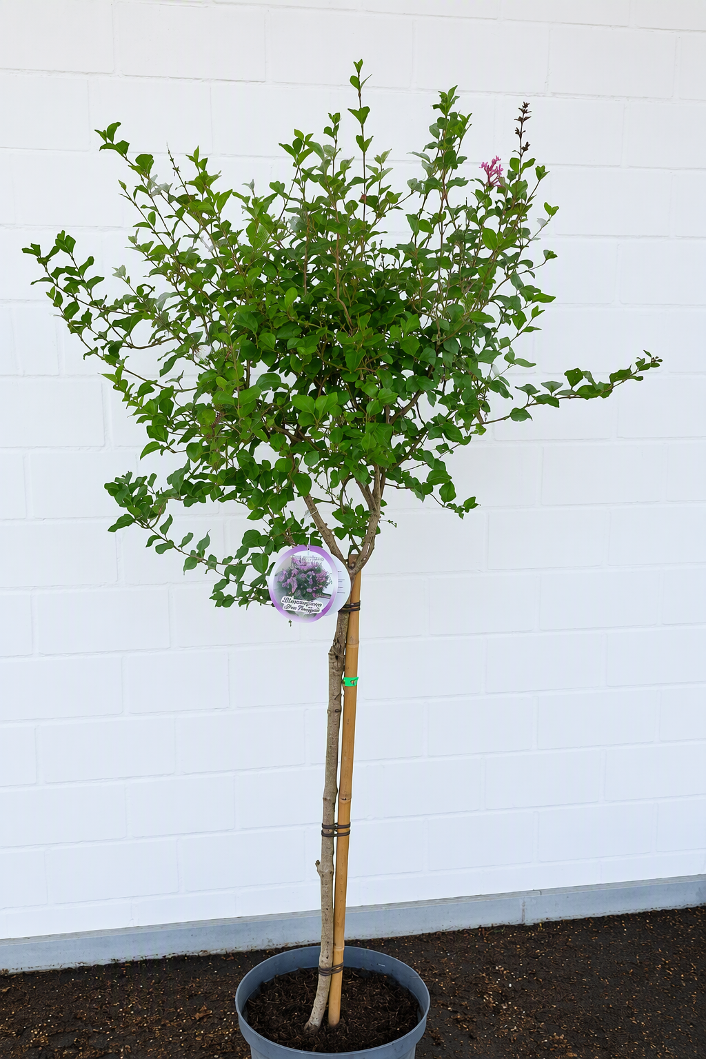 Syringa meyeri 'Pink Perfume'  -S- Meyer's Flieder 'Pink Perfume'  -S-