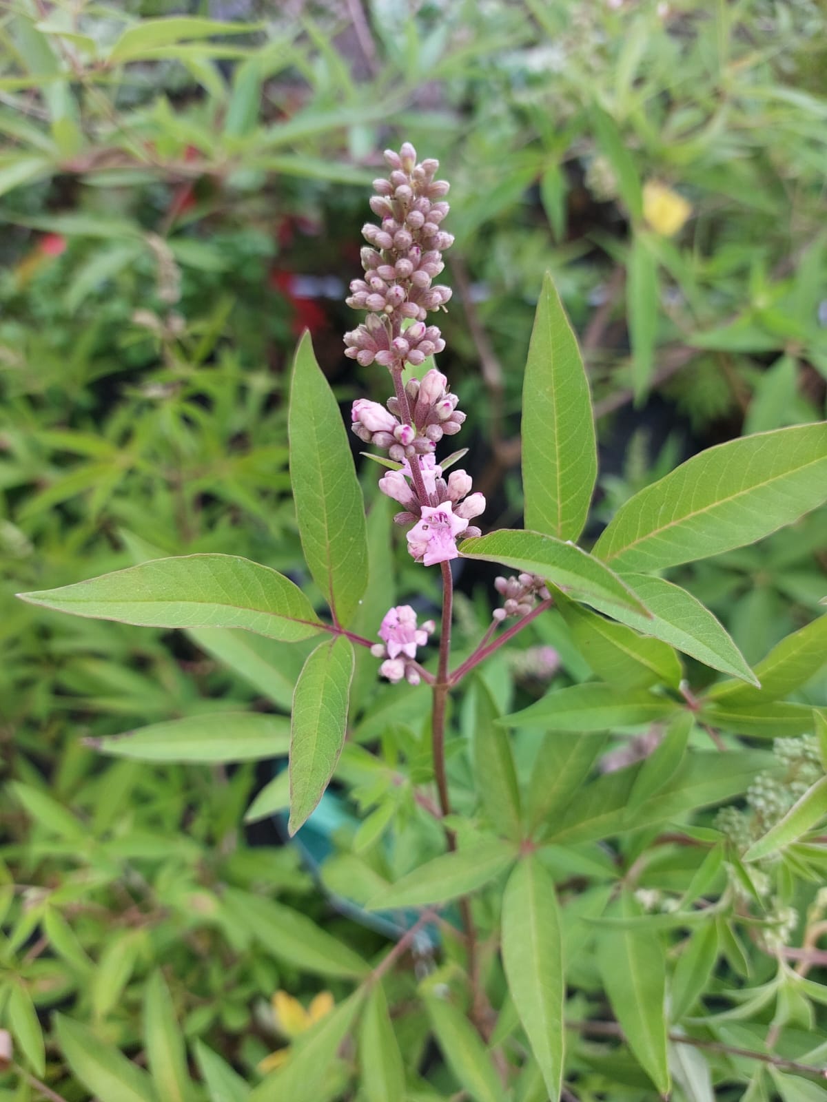 Vitex agnus-castus 'Pink Pinnacle'  -R- Mönchspfeffer