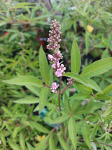 Vitex agnus-castus 'Pink Pinnacle'  -R- Mönchspfeffer