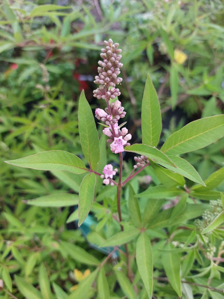 Vitex agnus-castus 'Pink Pinnacle'  -R- Mönchspfeffer
