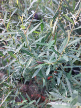 Vitex agnus-castus 'Magical S. Blues'  -R- Mönchspfeffer