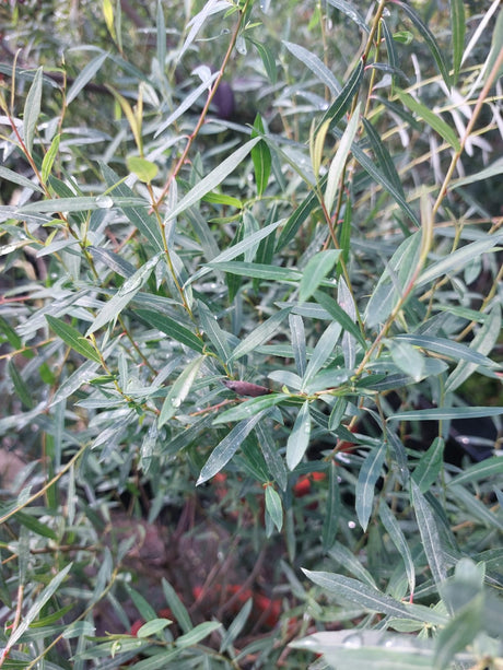Vitex agnus-castus 'Magical S. Blues'  -R- Mönchspfeffer